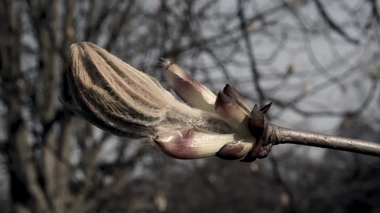 Bourgeon de marronnier qui s'ouvre au bout d'une branche nue : les écailles s'écartent sur les premières feuilles, devant des arbres d'hiver flous.