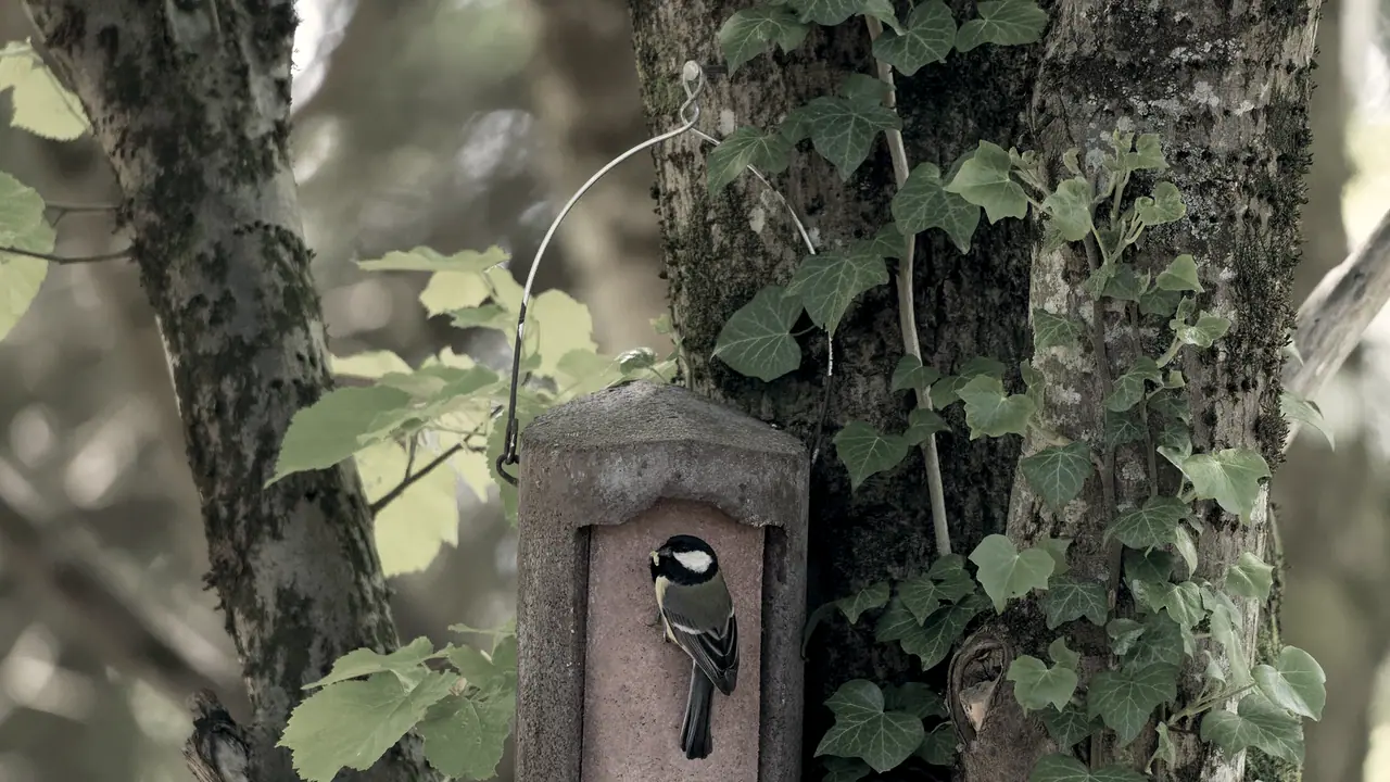 Mésange charbonnière agrippée à l'entrée d'un nichoir de béton suspendu devant un tronc couvert de lierre, une chenille dans le bec.