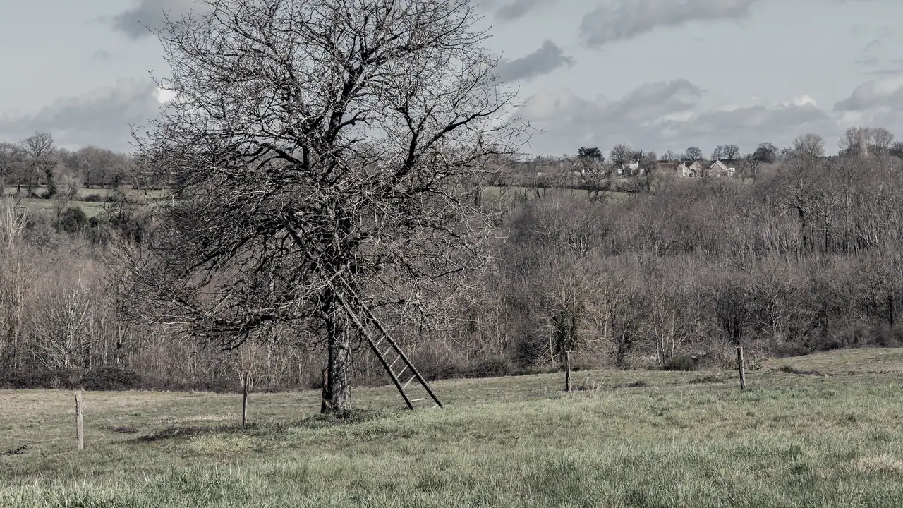 Arbre isolé aux branches nues dans un pré, avec une échelle de bois appuyée contre son tronc et une lisière d'arbres derrière lui.