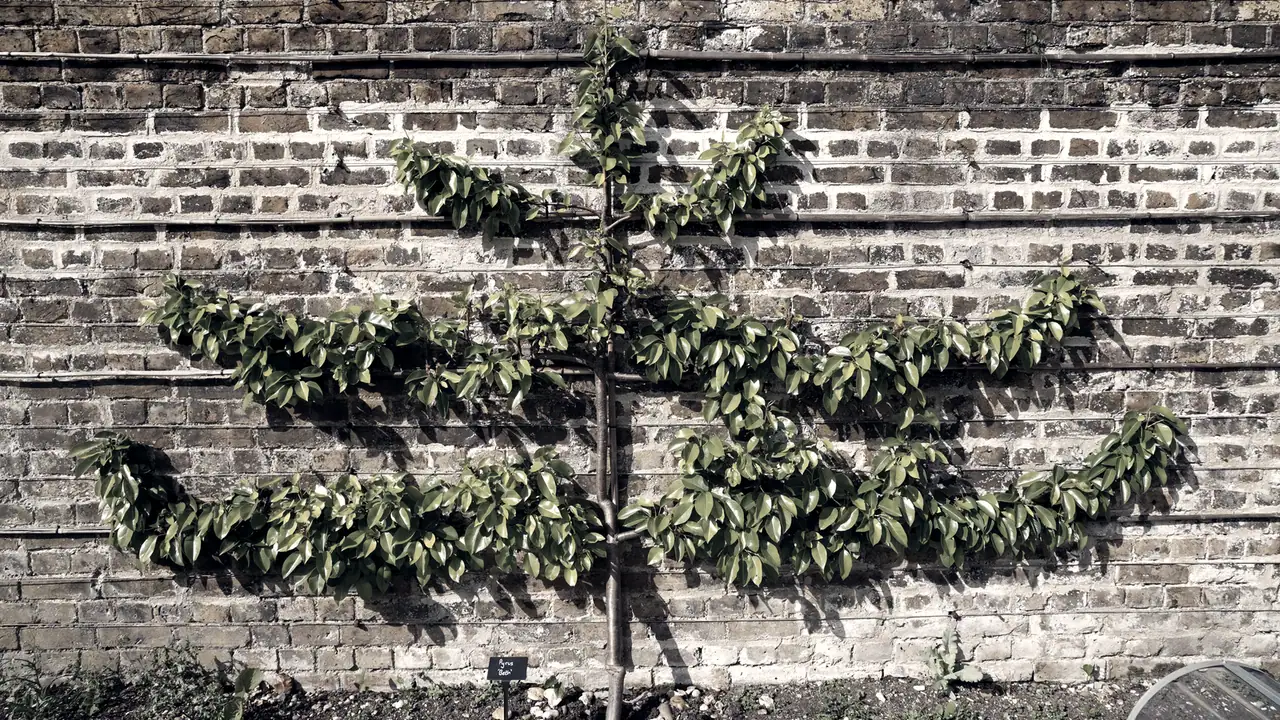 Poirier conduit en espalier contre un mur de briques : un seul tronc porte des étages de branches horizontales palissées sur des fils de fer.