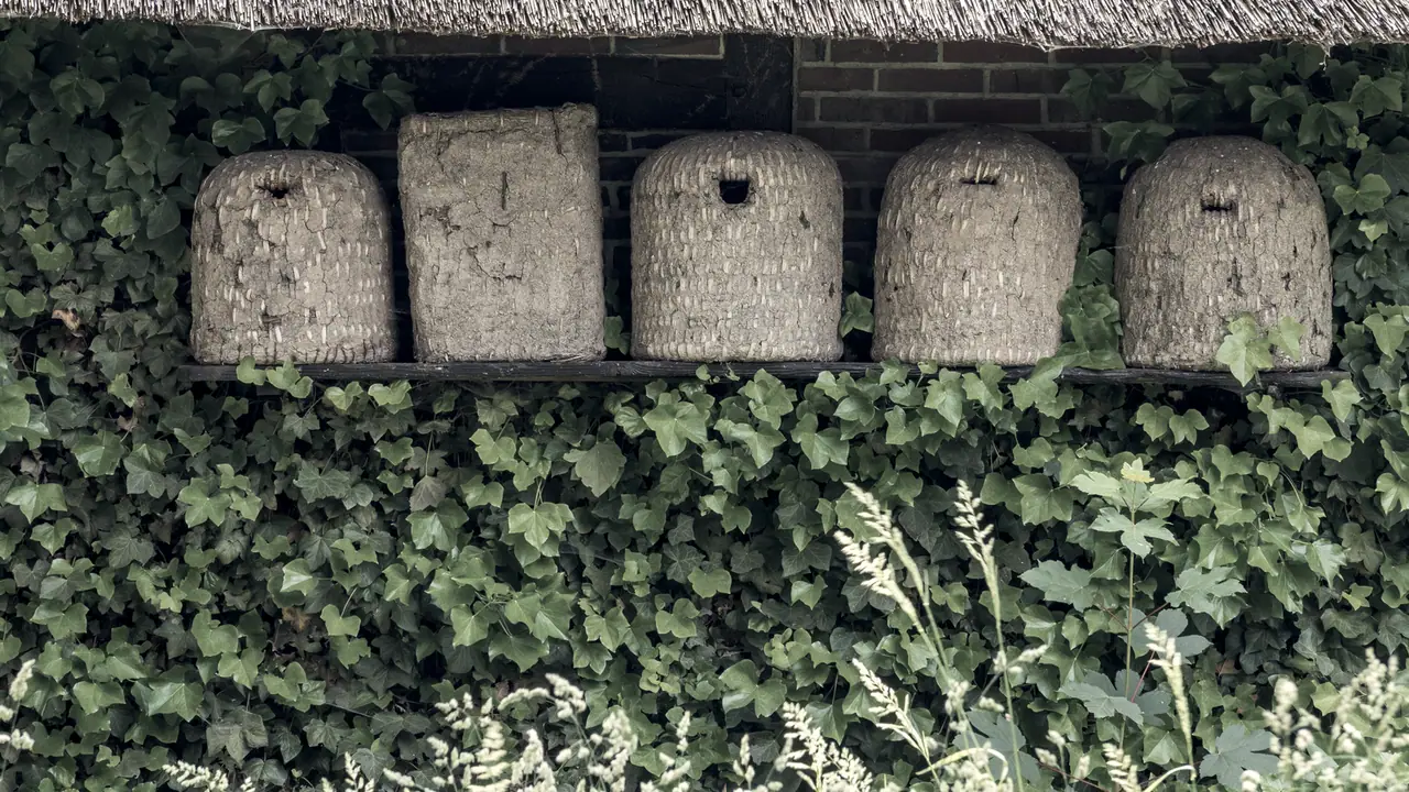 Cinq ruches anciennes en paille alignées sur une planche contre le mur d'une grange, sous un toit de chaume et au-dessus d'un rideau de lierre.