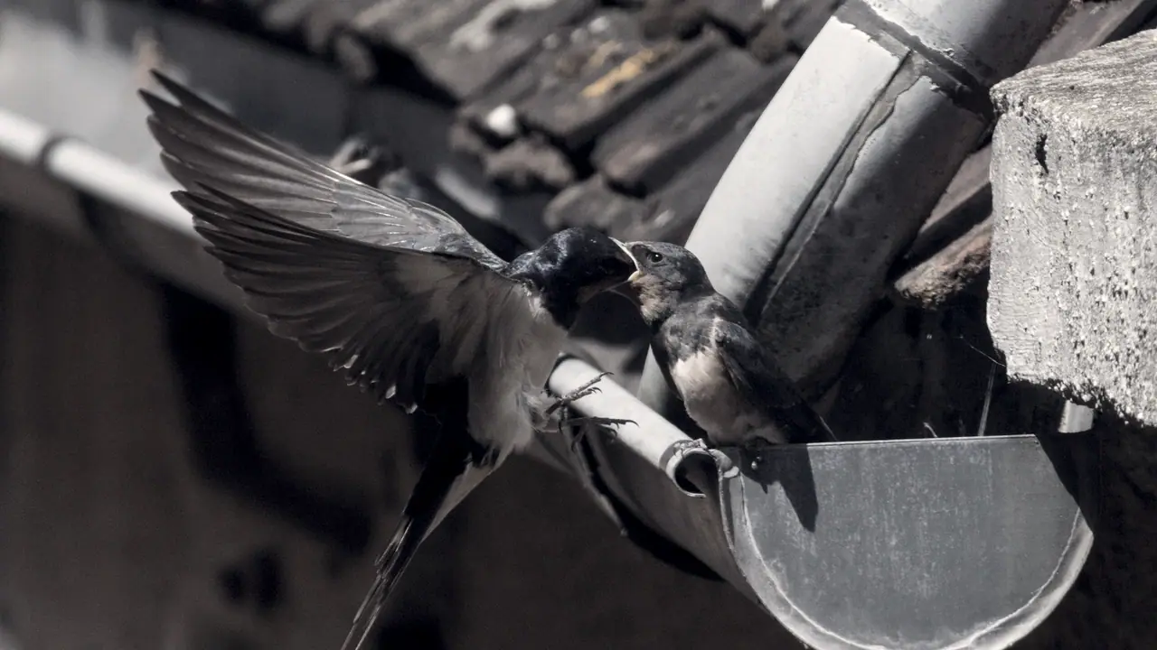 Hirondelle adulte en vol qui donne la becquée à un jeune perché sur une gouttière de zinc, sous le rebord d'un toit de vieilles tuiles.