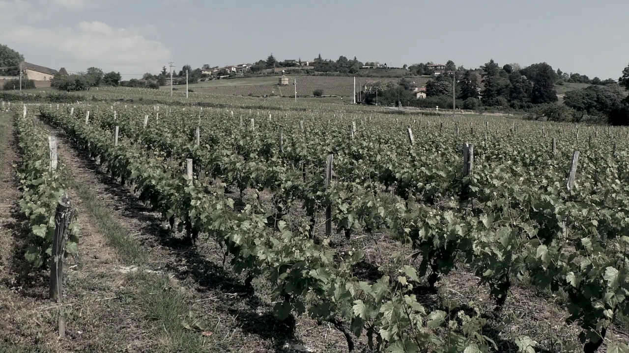 Rangées de vignes palissées sur un coteau, avec un village perché au fond et des toits alignés sur la crête