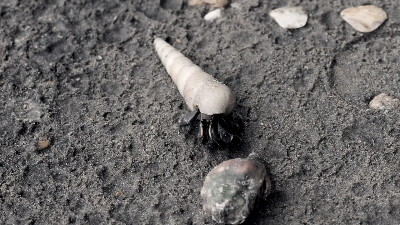 Deux bernard-l'hermite face à face sur le sable mouillé : l'un sort de sa longue coquille en spirale, l'autre reste abrité dans une coquille ronde et trapue.