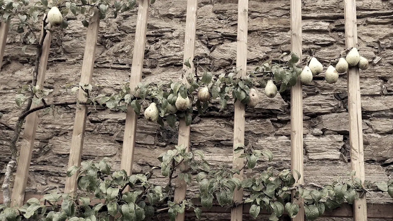 Poirier palissé contre un vieux mur de pierre, ses branches horizontales attachées à un treillage de lattes de bois et chargées de poires qui mûrissent.