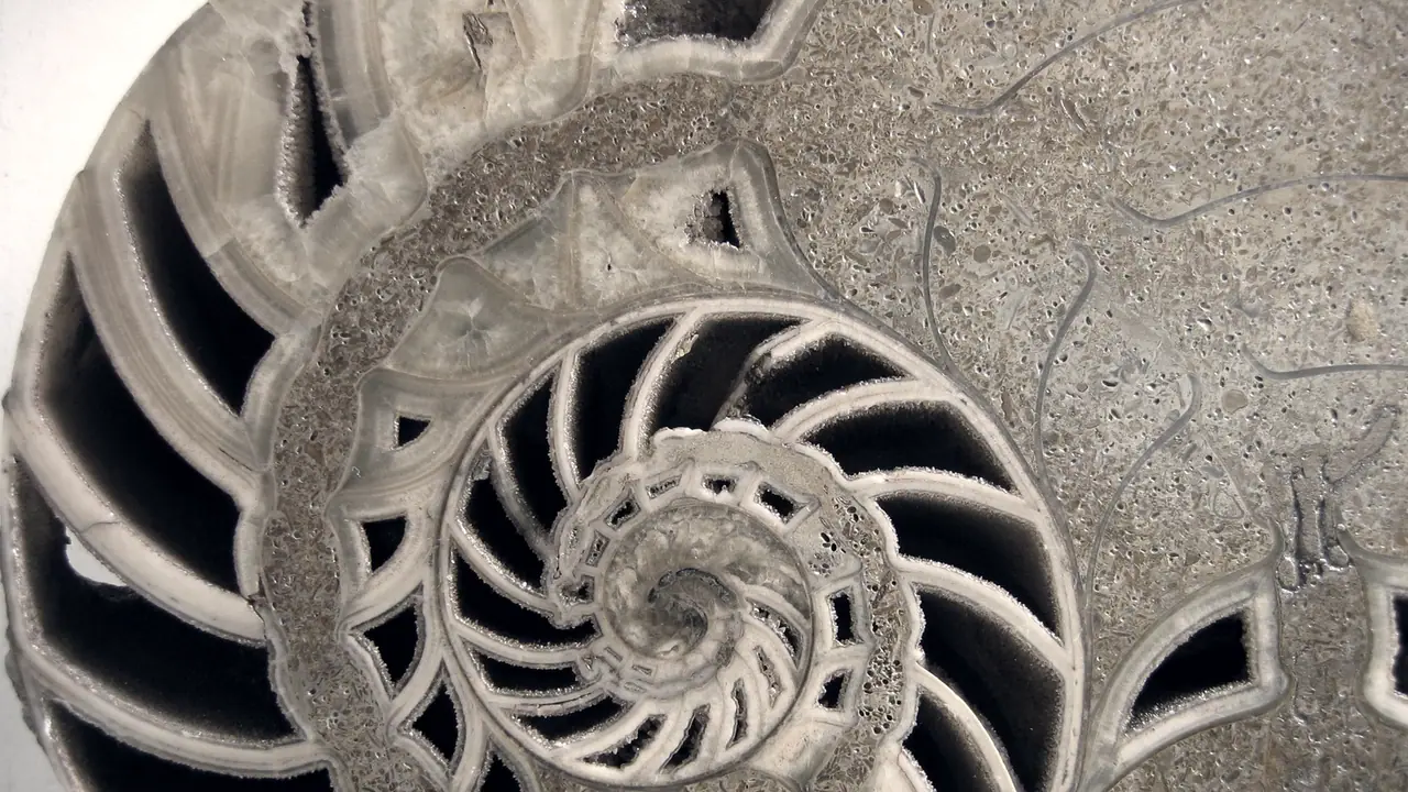 Coupe polie d'une ammonite fossile : la spirale s'enroule vers le centre en une suite de loges cloisonnées, chacune scellée dans la pierre.