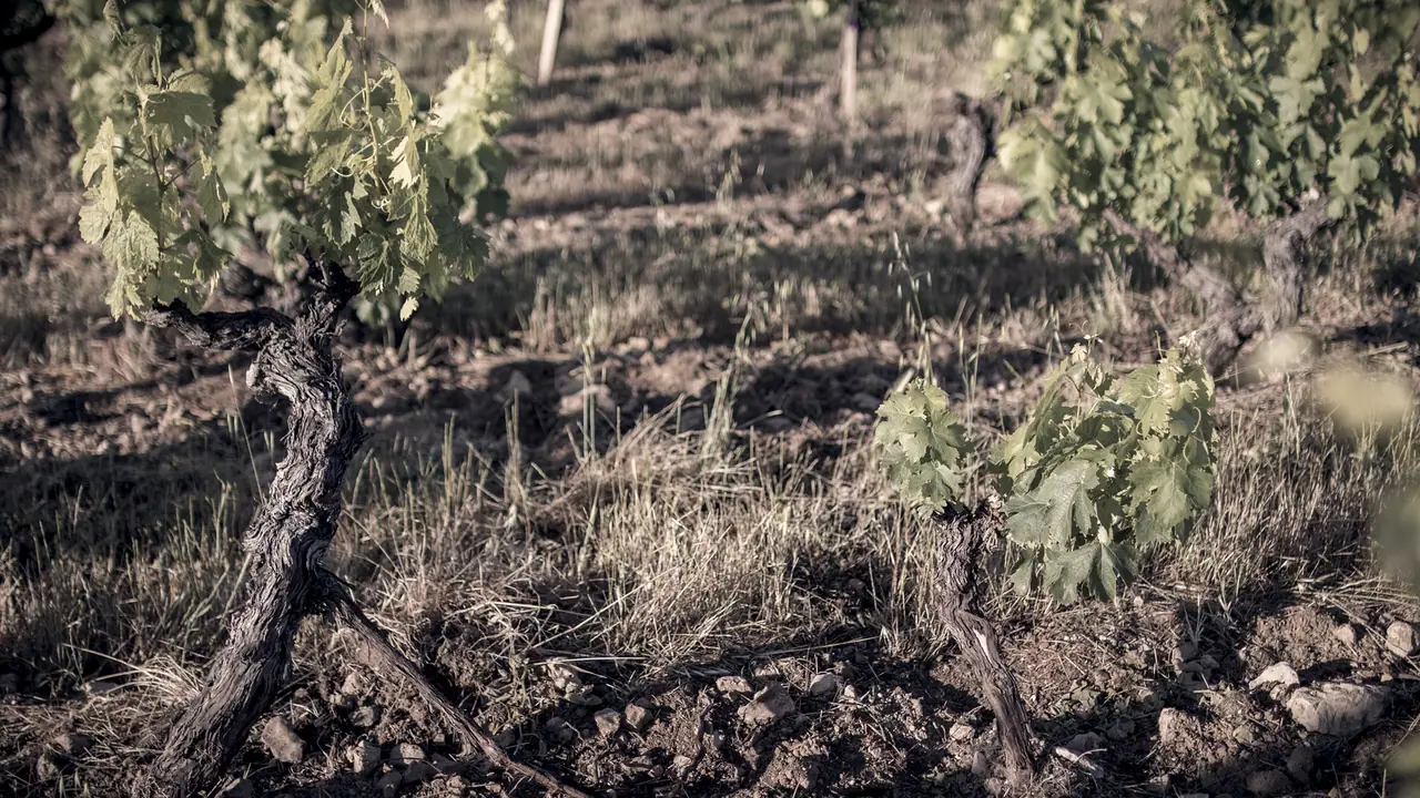 Dans une vigne, un vieux cep tordu couche un sarment vers le sol et, plus loin, un jeune pied feuillu sort de terre : un marcottage, où la souche nourrit la nouvelle plante.