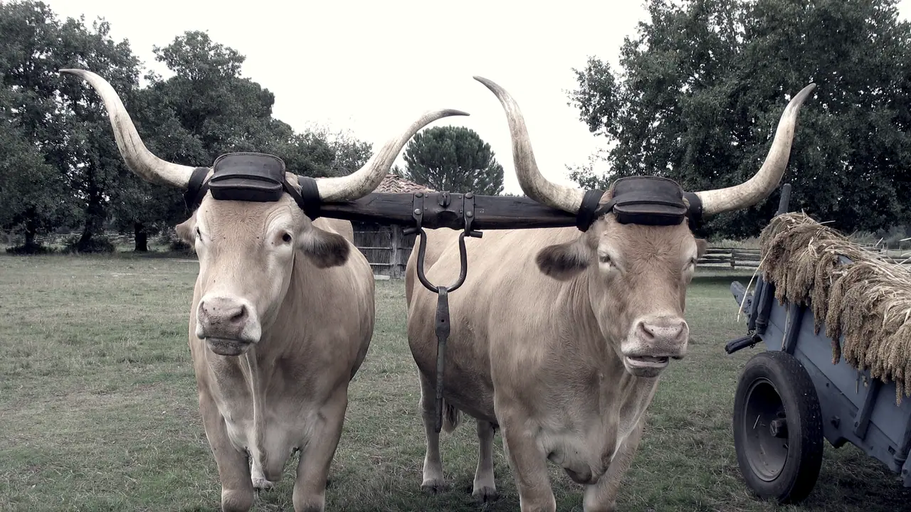 Deux bœufs aux longues cornes attelés côte à côte sous le même joug de bois, dans un pré, à côté d'une charrette chargée de gerbes.