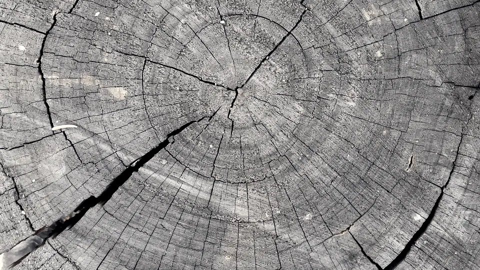 Souche d'arbre sciée à ras : les cernes concentriques s'écartent depuis le cœur et le bois se fend en étoile vers l'écorce.