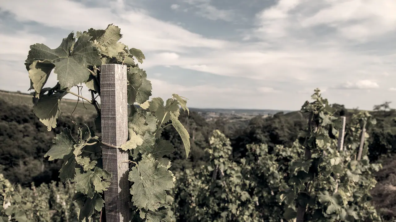 Pied de vigne attaché à son échalas de bois, au premier plan d'un coteau planté de rangs de vigne sous un ciel clair et nuageux.
